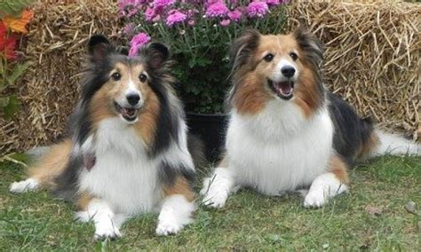 Shelties for adoption - Ch. Cherryhill Cupid Shuffle. "Cupid". Cupid took third place at the (April) 2023 American Shetland Sheepdog Assn. National Dog Show in Gray Summit, MO in the Puppy 9-12 mo. class. Cupid finished his Championship title at age 11 mos.